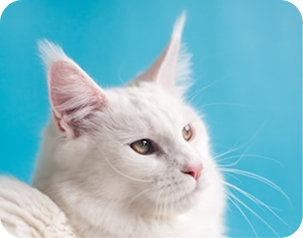 White cat on blue